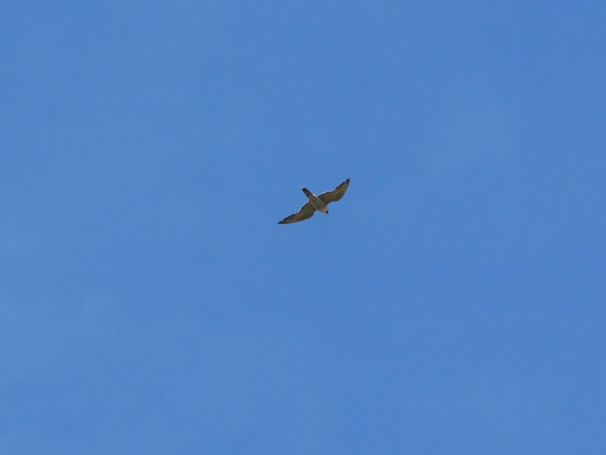 Halcón Peregrino - ML646616713