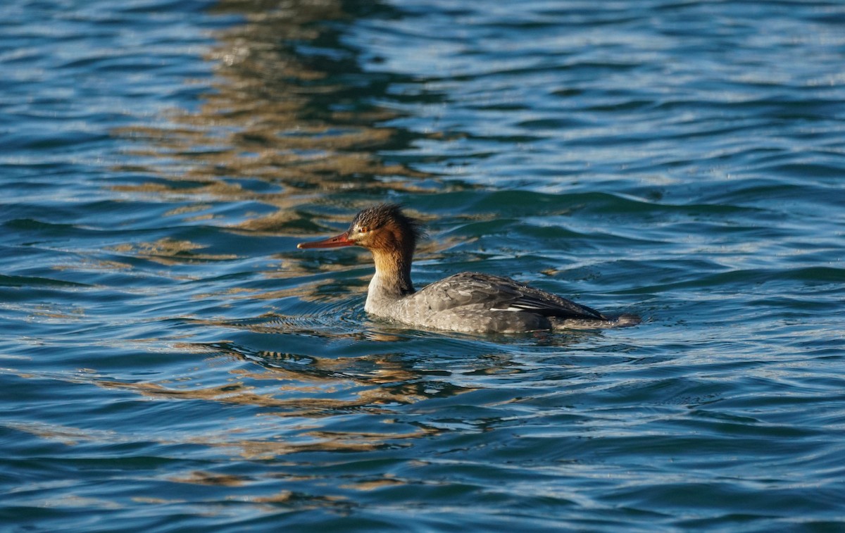 Red-breasted Merganser - ML646616715
