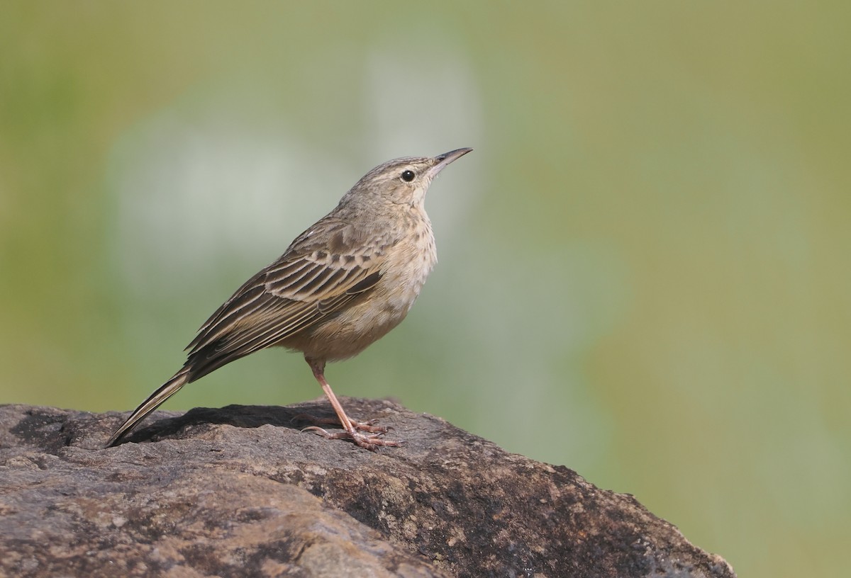 Bisbita Piquilargo - ML646616716