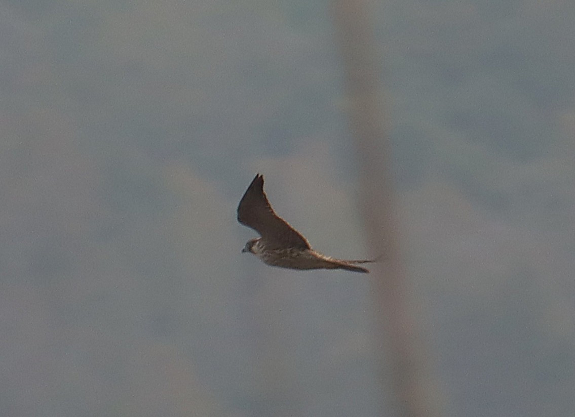 Wanderfalke - ML646616717