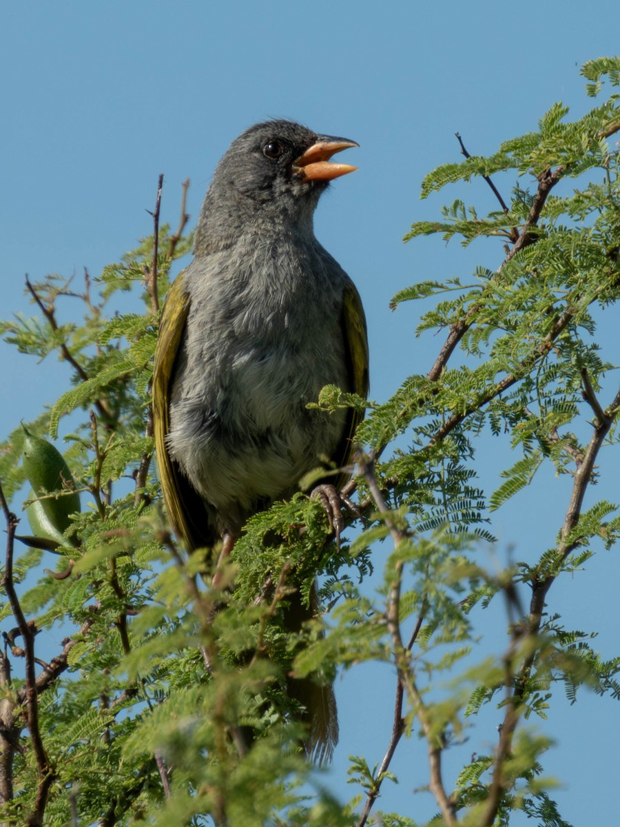 Coludo Verdón - ML646616718