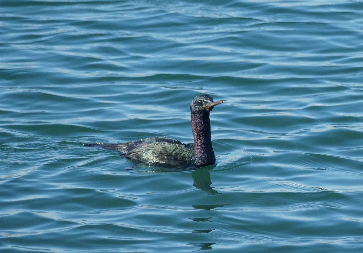 Pelagic Cormorant - ML646616719