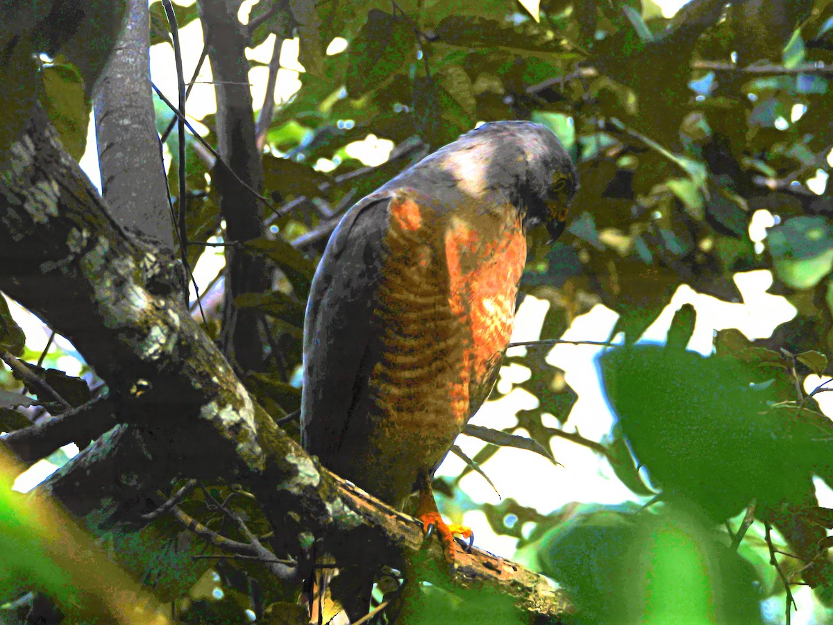 Busardo Caminero - ML646616720