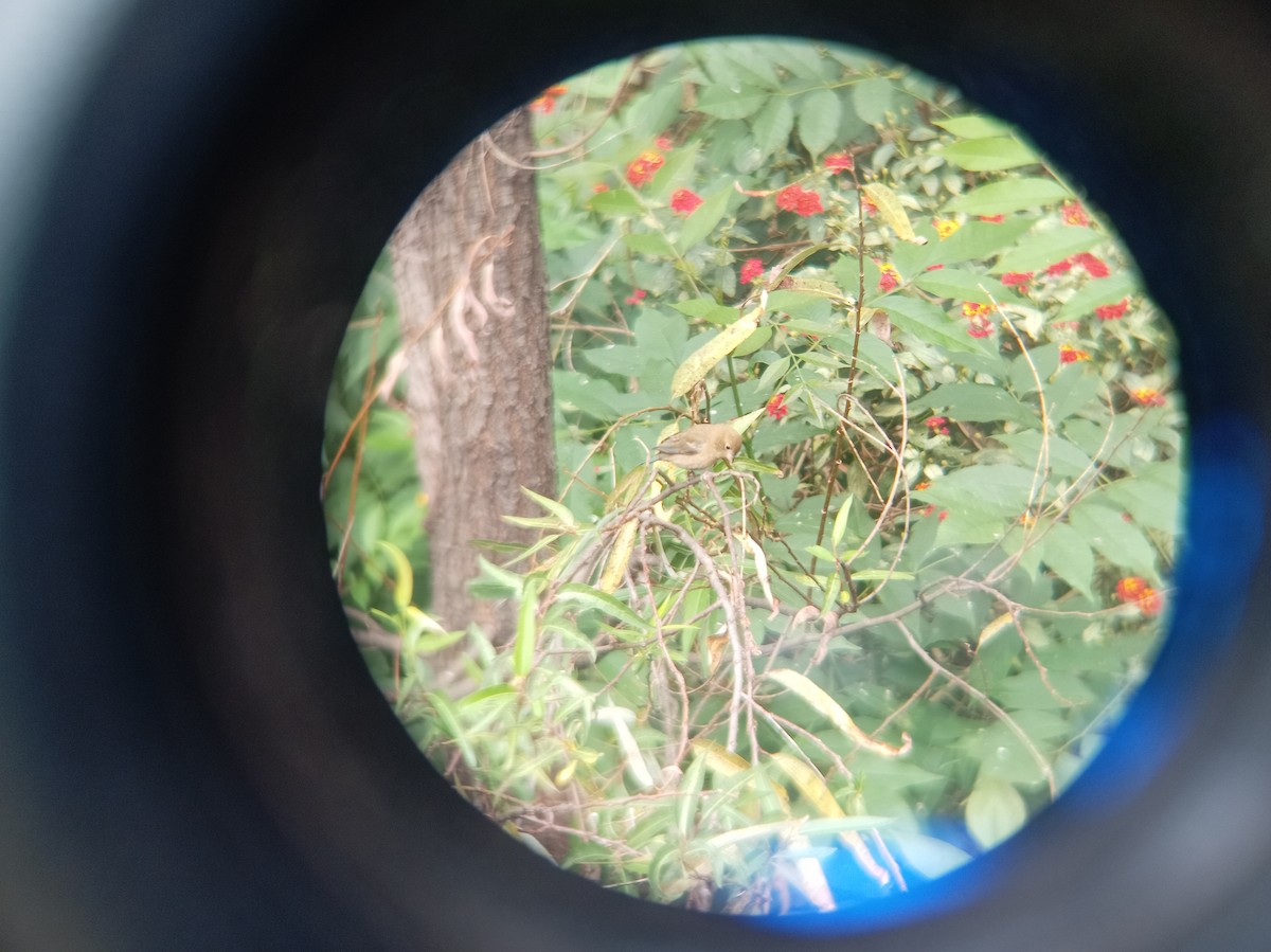 Indigo Bunting - ML646616723