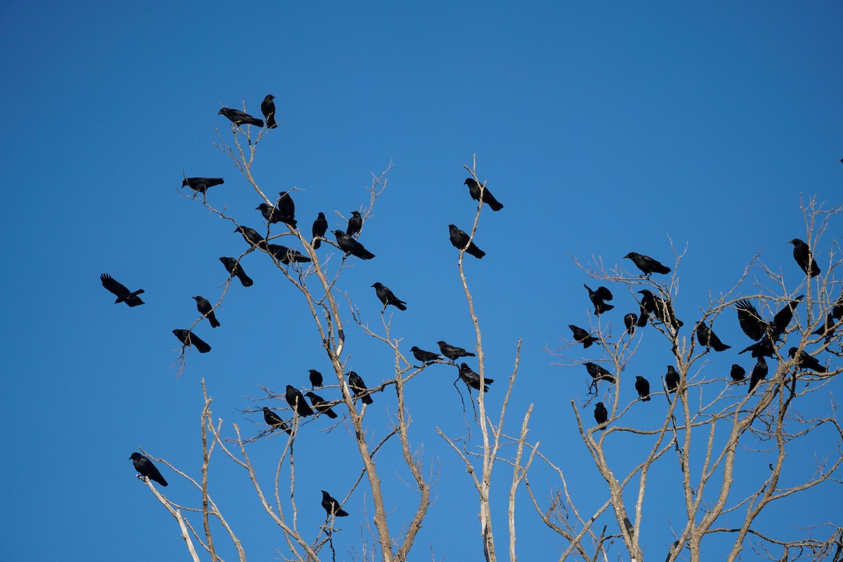 American Crow - ML646616725