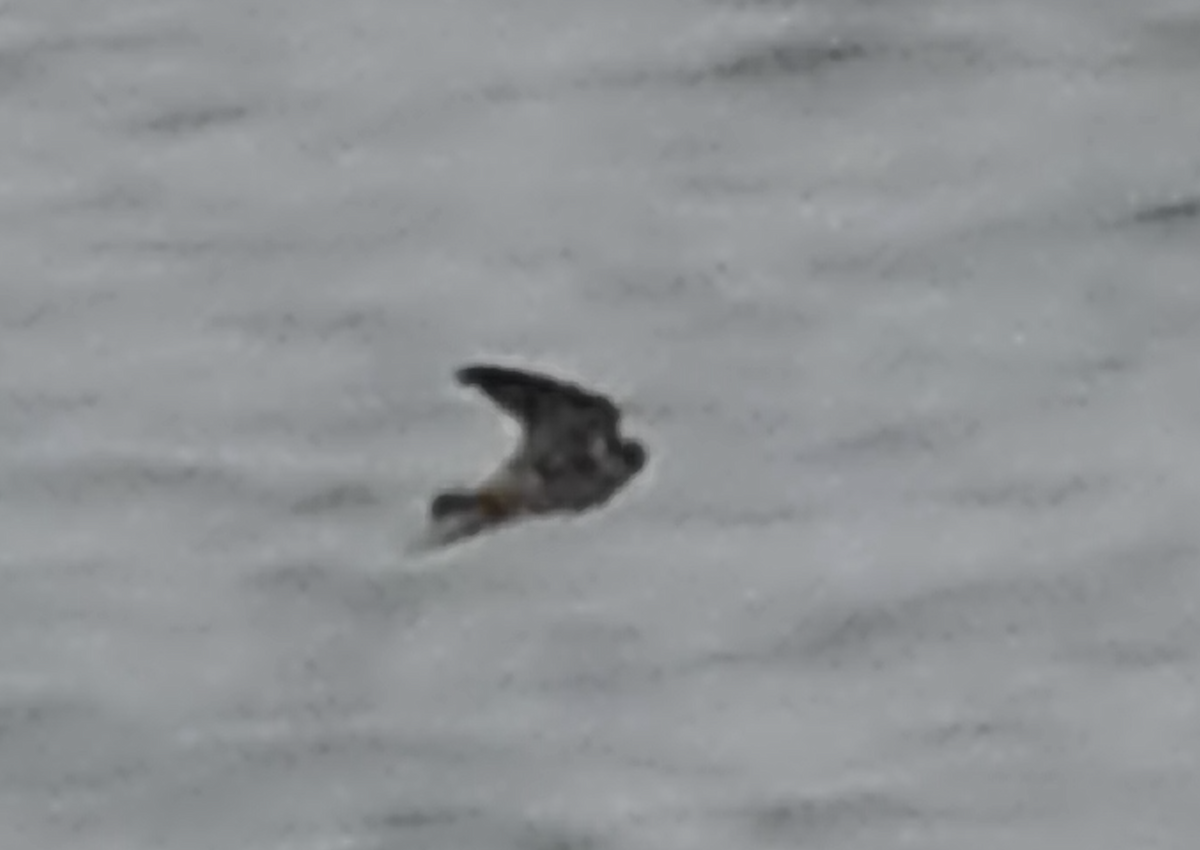 Cave Swallow - ML646616726