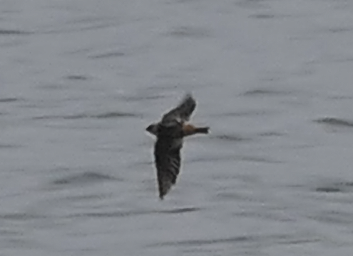 Cave Swallow - ML646616727