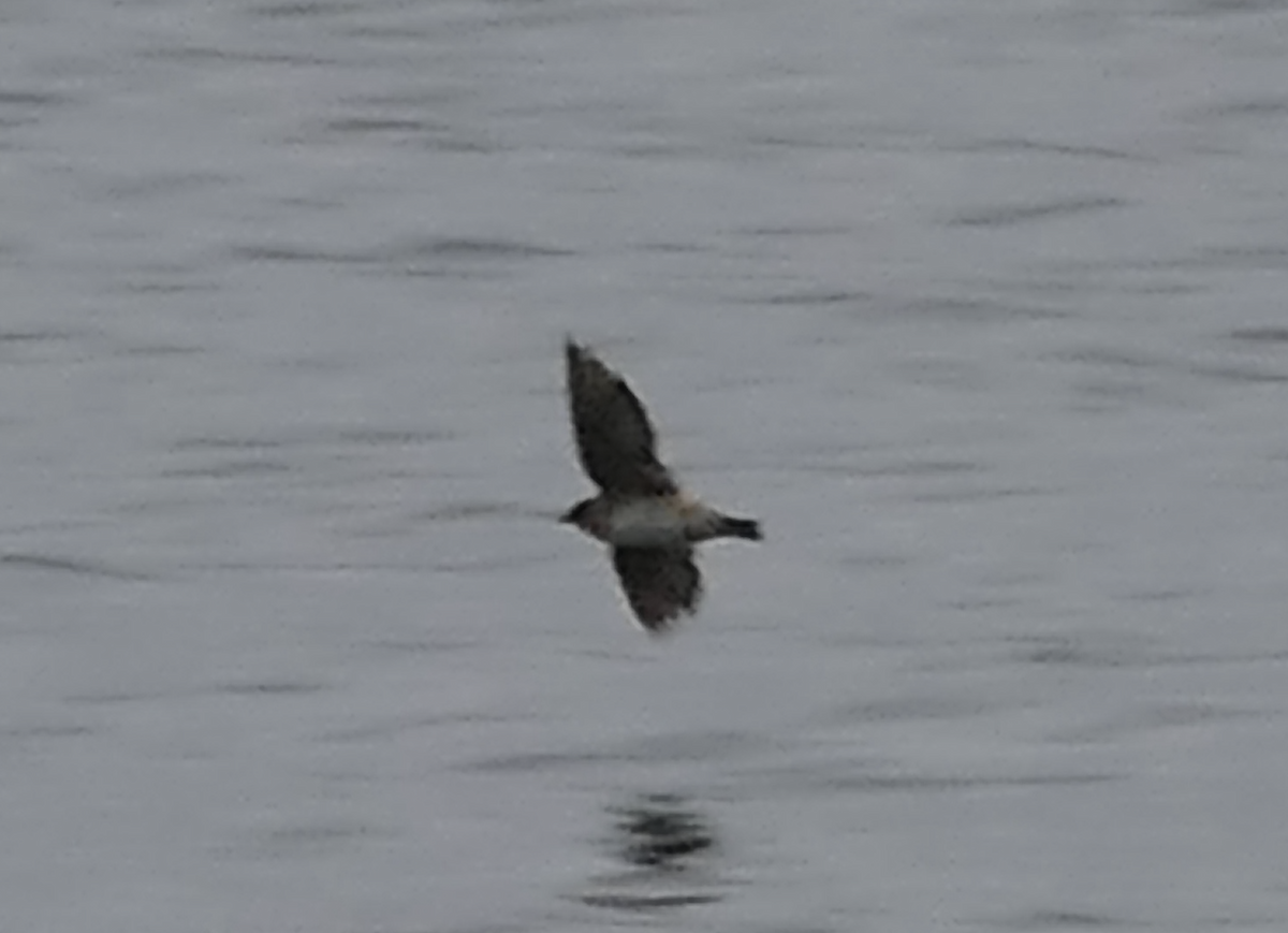 Cave Swallow - ML646616729