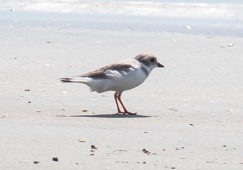 Chorlitejo Silbador - ML646616730