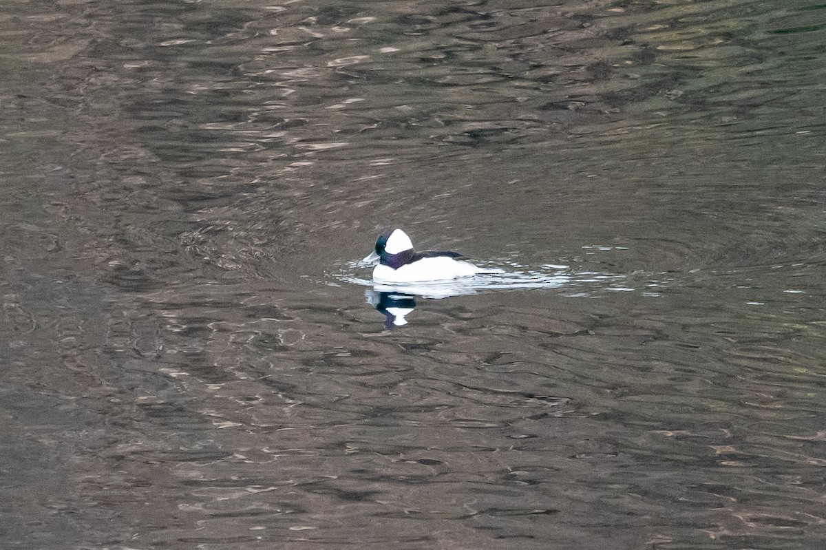 Porrón Albeola - ML646616731