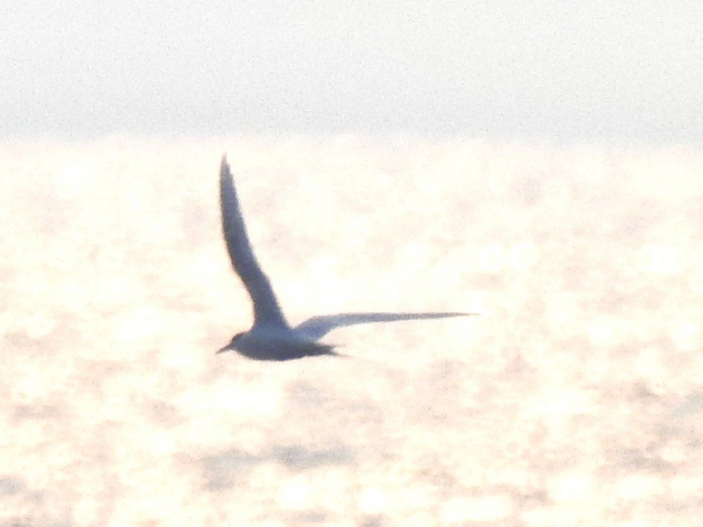 Charrán de Sumatra - ML646616732