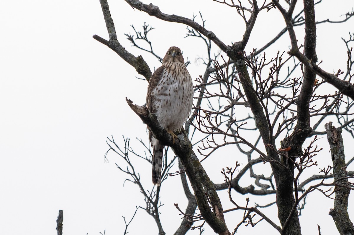 Cooper's Hawk - ML646616734