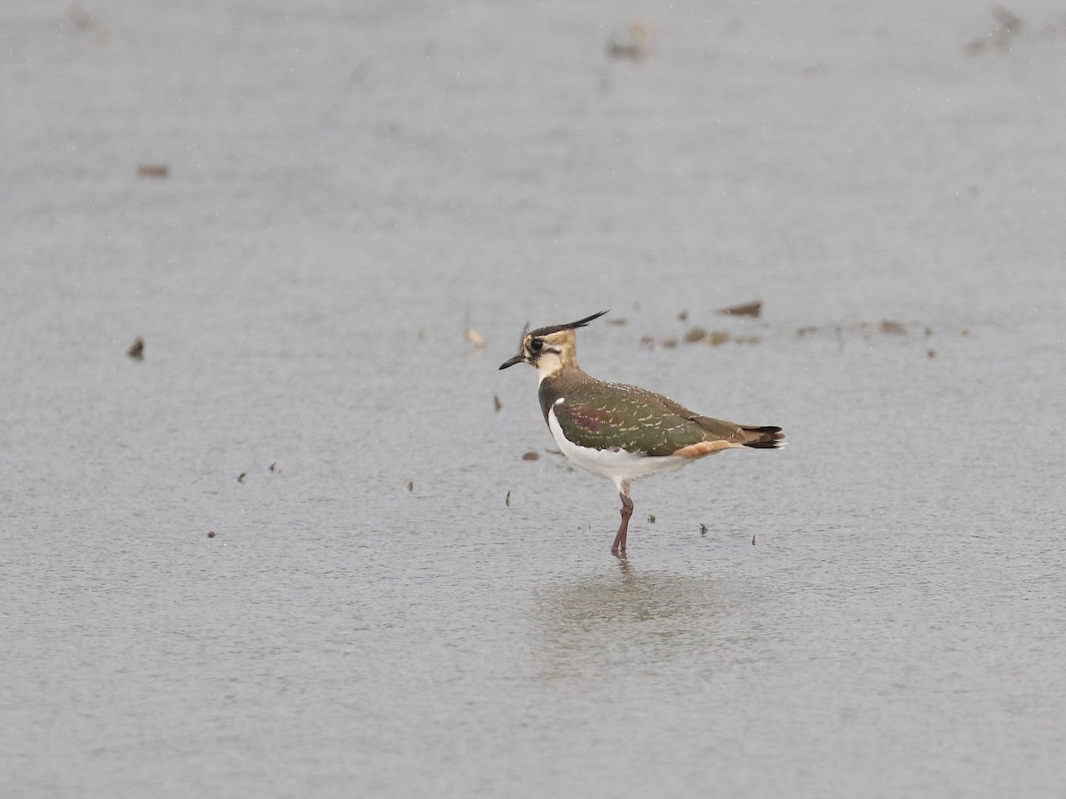 Avefría Europea - ML646616735