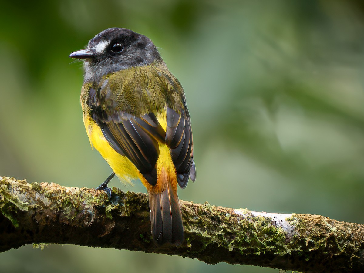 Mosquerito Adornado - ML646616736