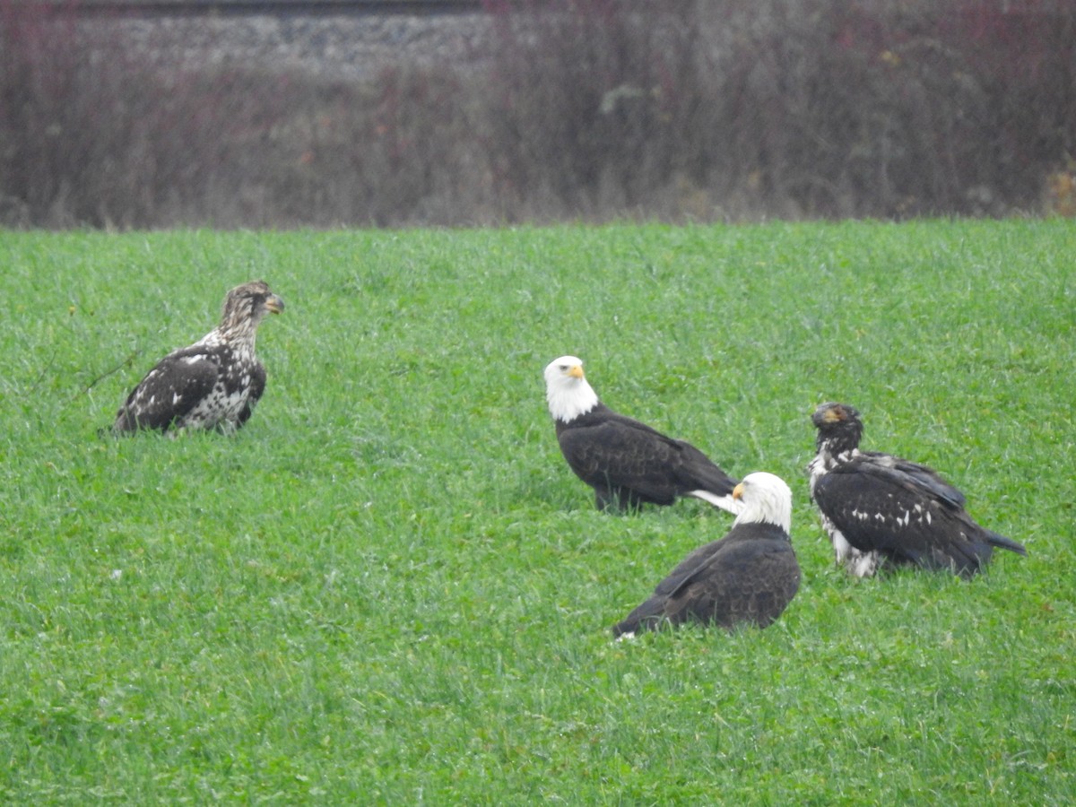 Pigargo Americano - ML646616737