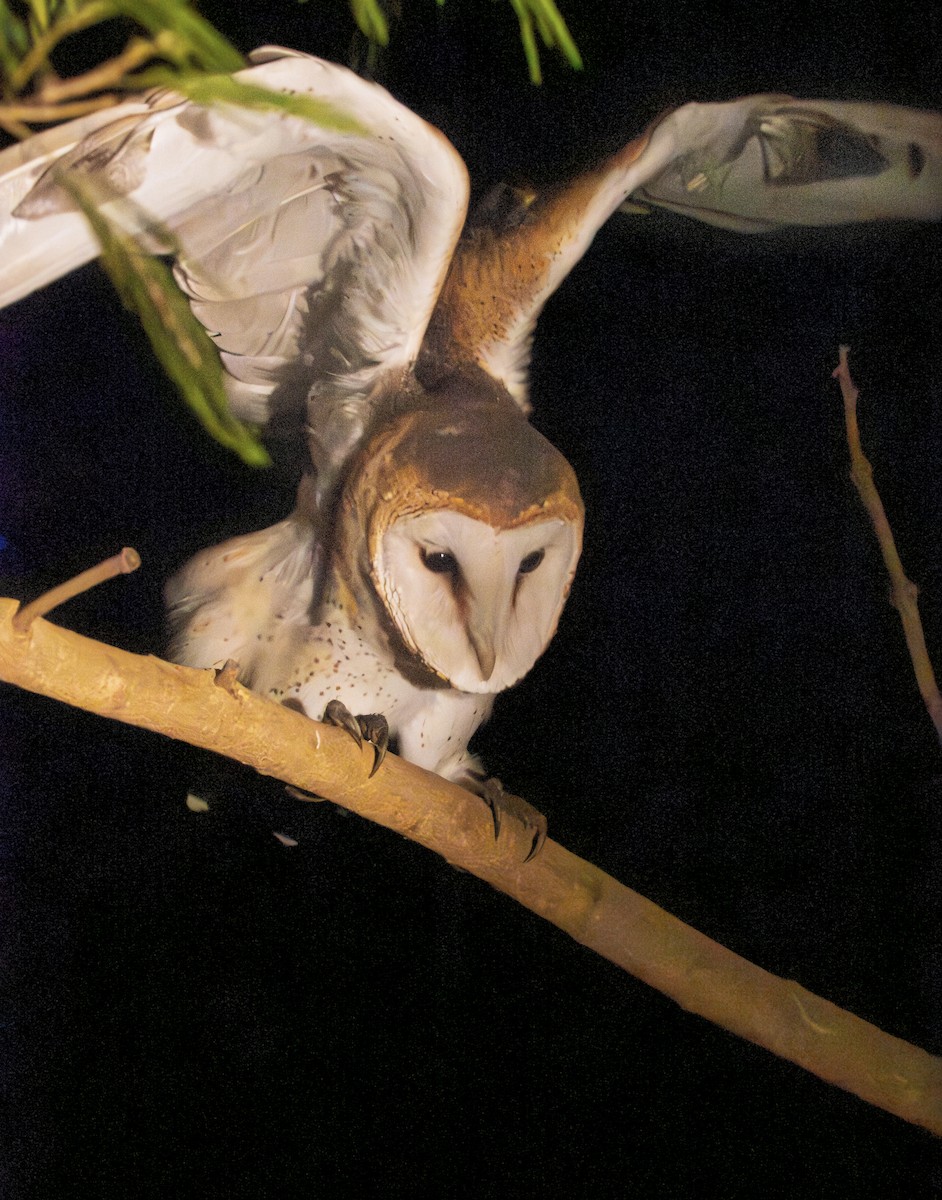 Lechuza Común Americana - ML646616739