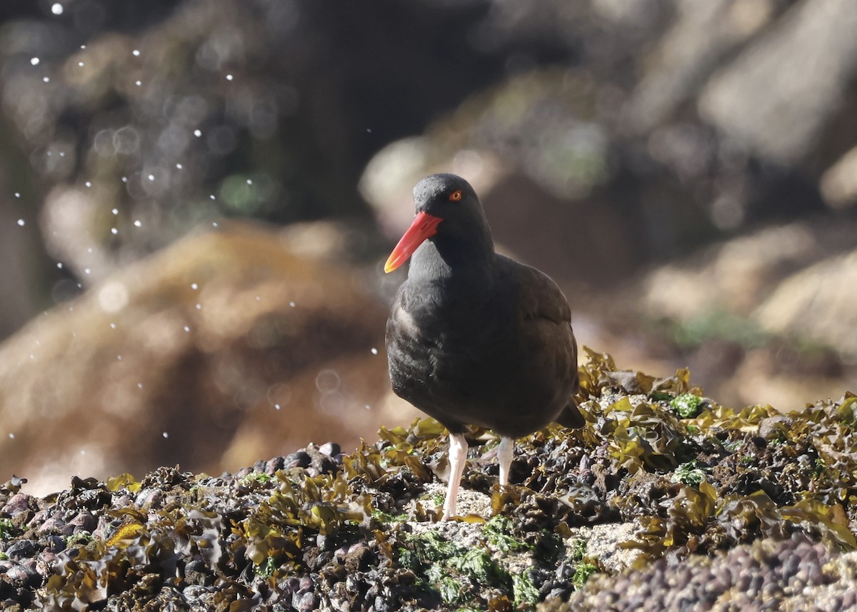 Chileausternfischer - ML646616741