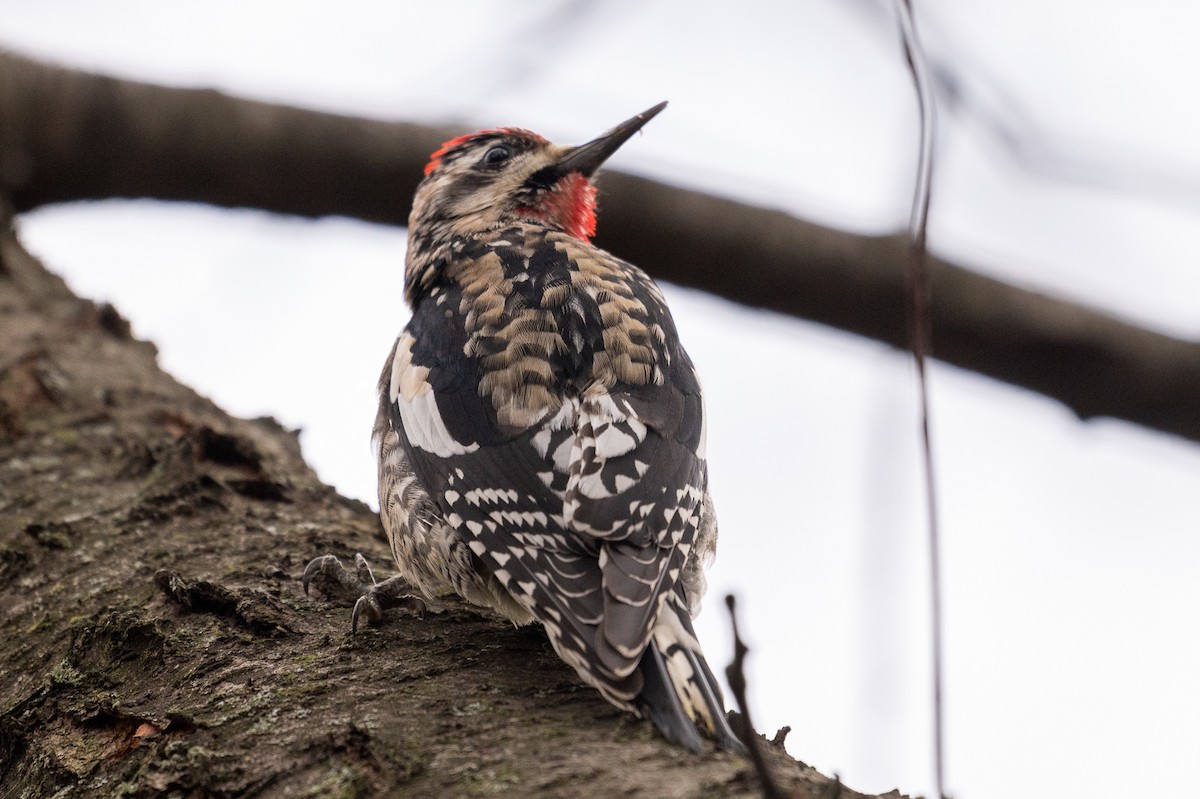 Chupasavia Norteño - ML646616742