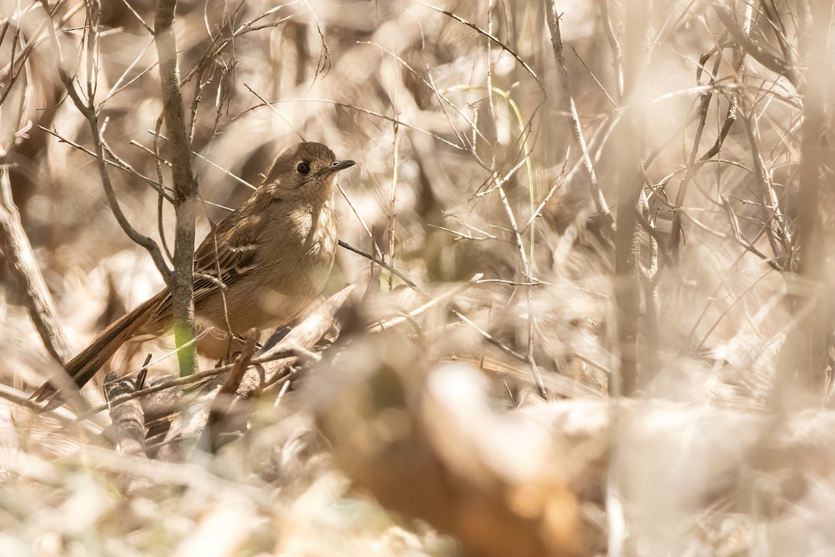 Southern Scrub-Robin - ML646616744