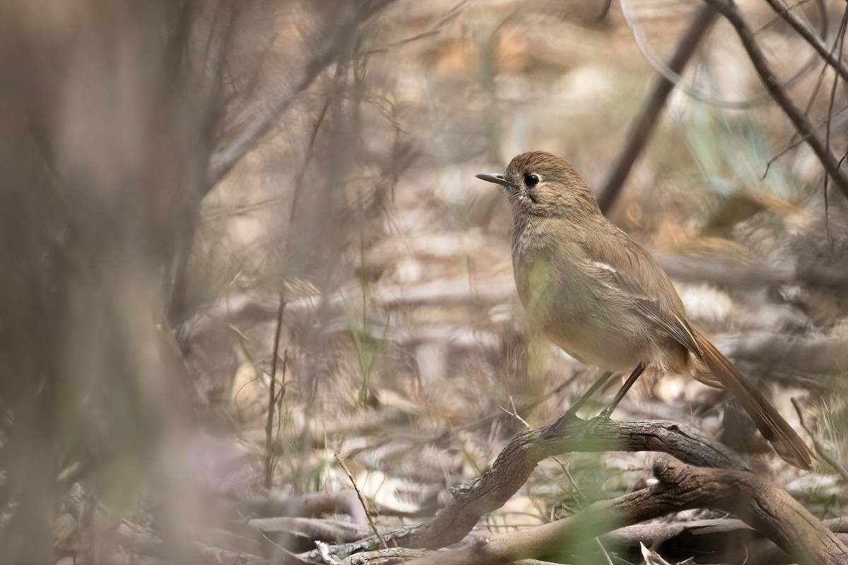 Southern Scrub-Robin - ML646616746