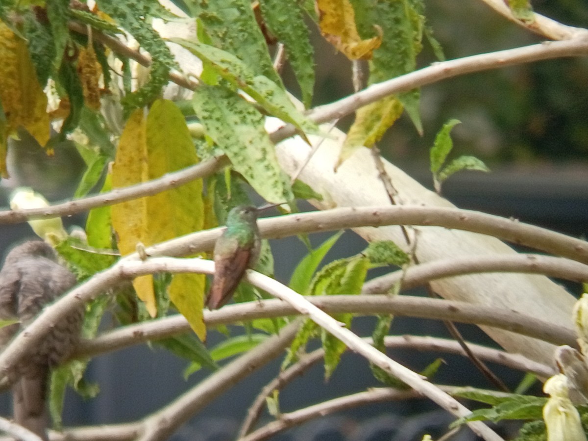 Berylline Hummingbird - ML646616747