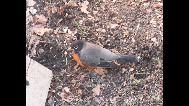 Zozo papargorria - ML646616748