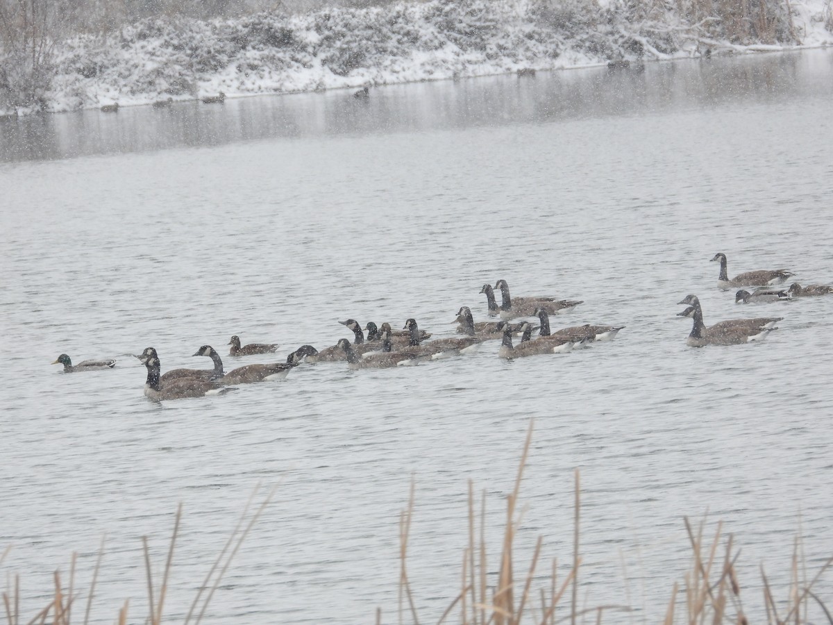 Canada Goose - ML646616751