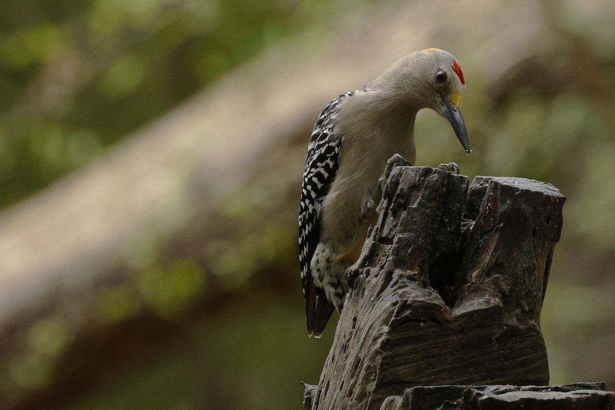 Golden-fronted Woodpecker - ML646616753