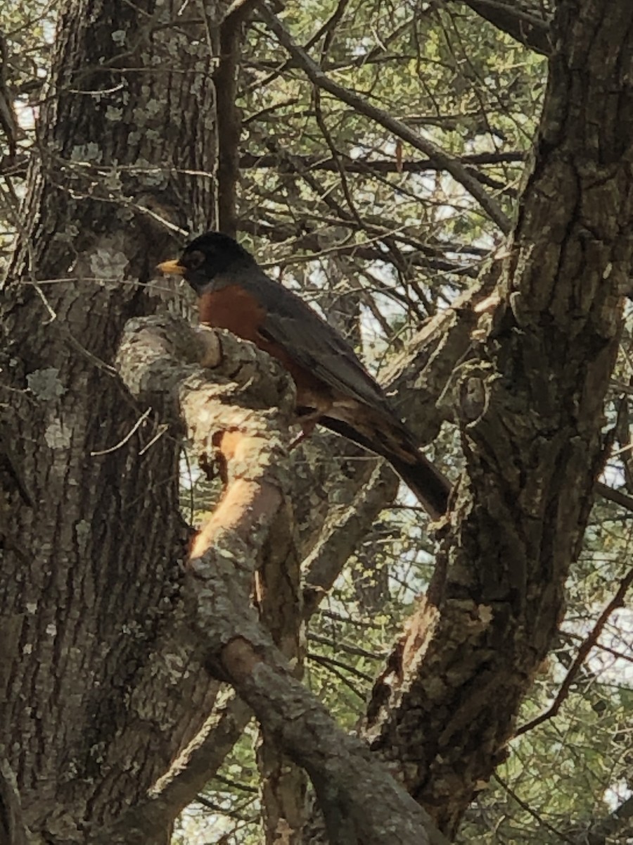 Wanderdrossel - ML646616756