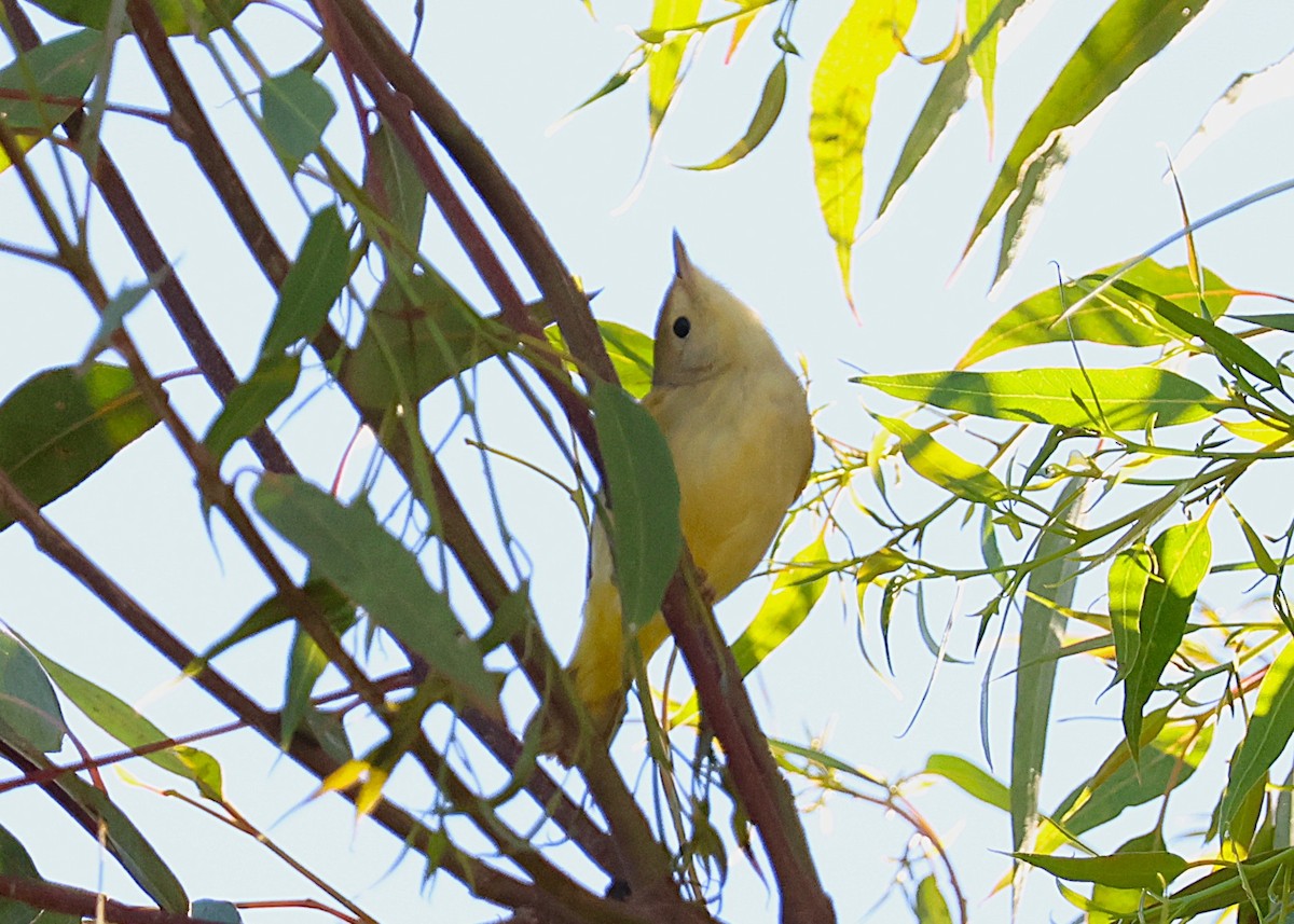 Sarı Ötleğen - ML646616757