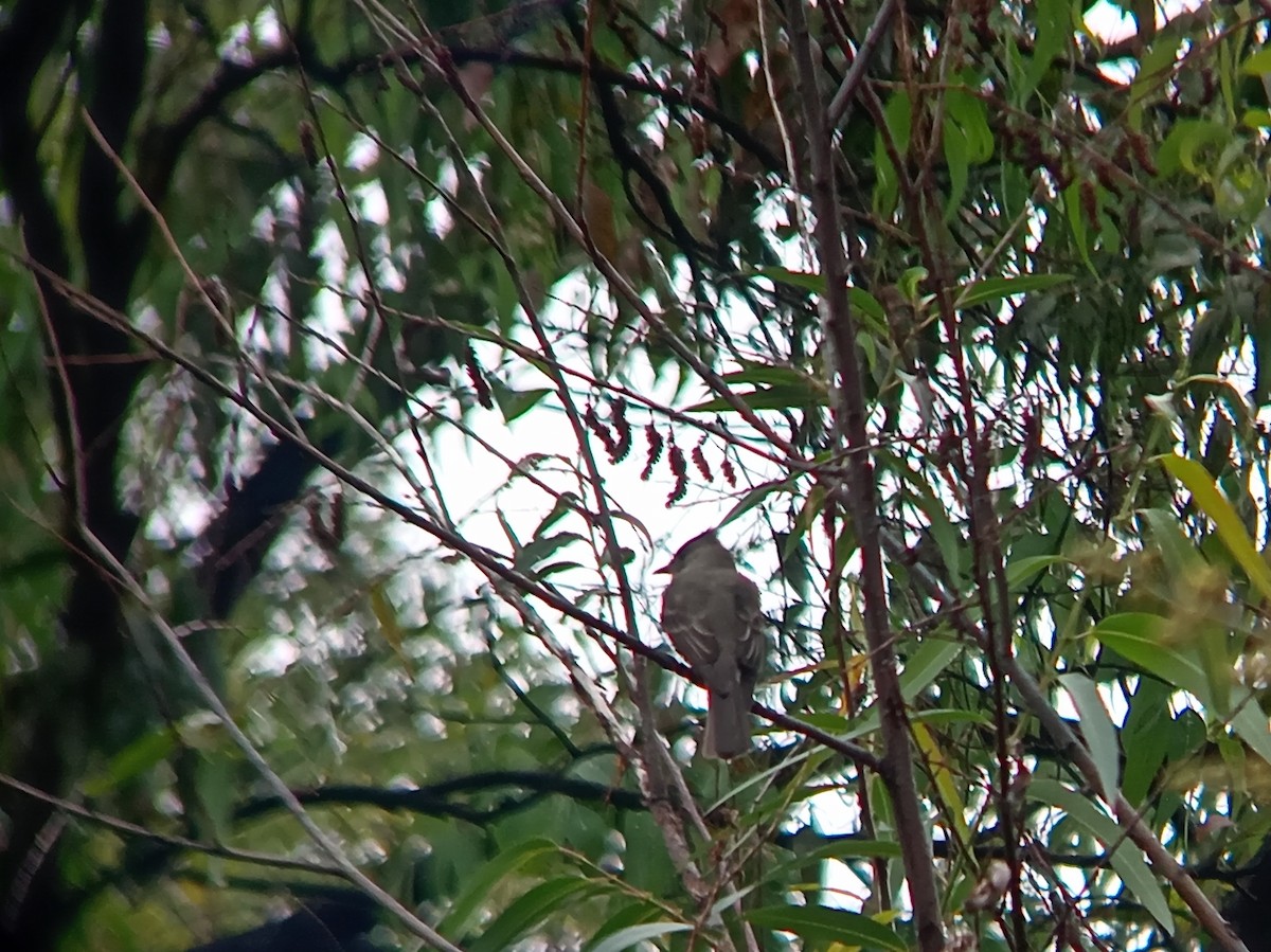 Піві великий - ML646616761