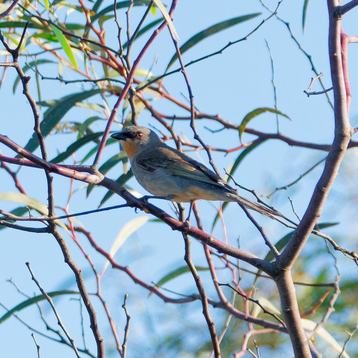 Gilbert's Whistler - ML646616764