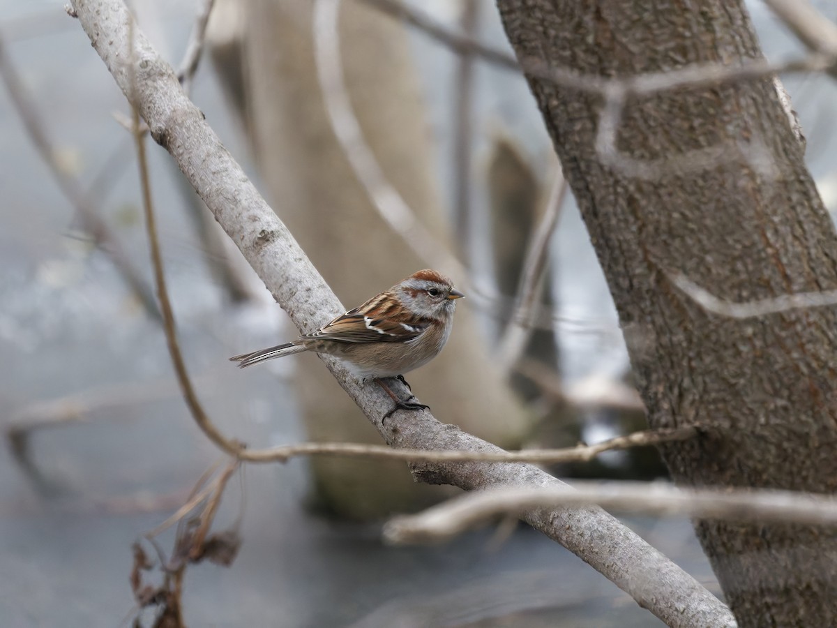 American Tree Sparrow - ML646616765