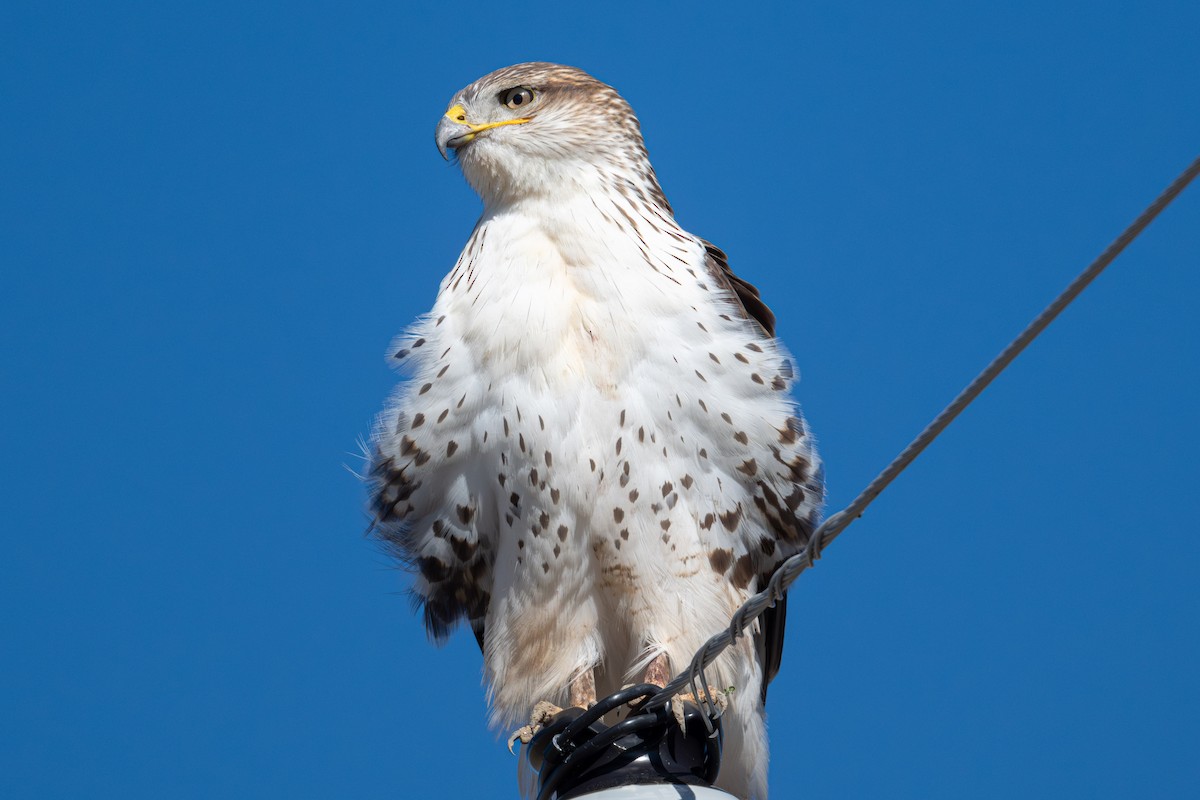 Ferruginous Hawk - ML646616767