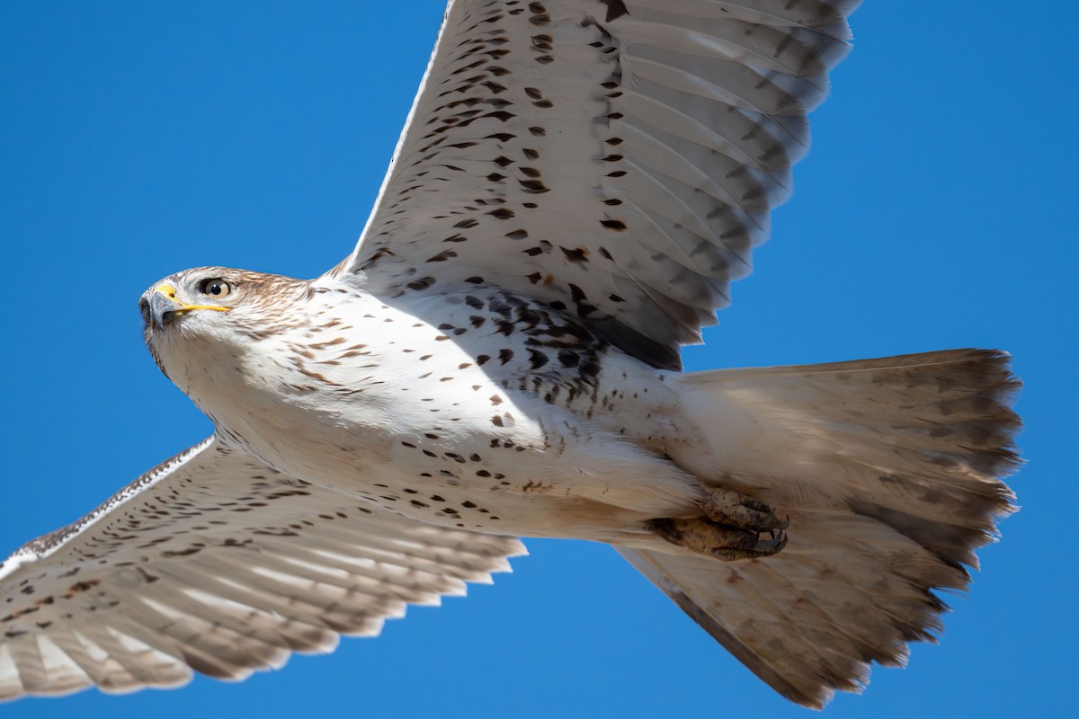 Ferruginous Hawk - ML646616768