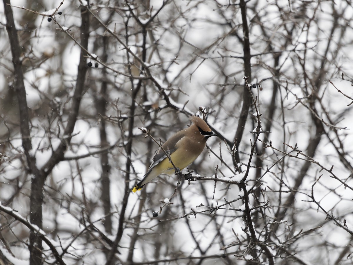 Buztanori amerikarra - ML646616770