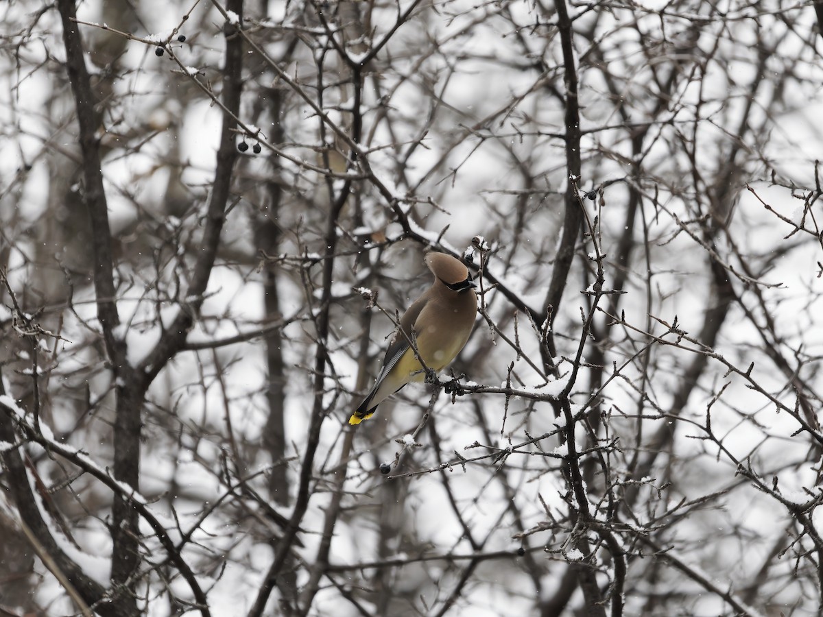 Buztanori amerikarra - ML646616771