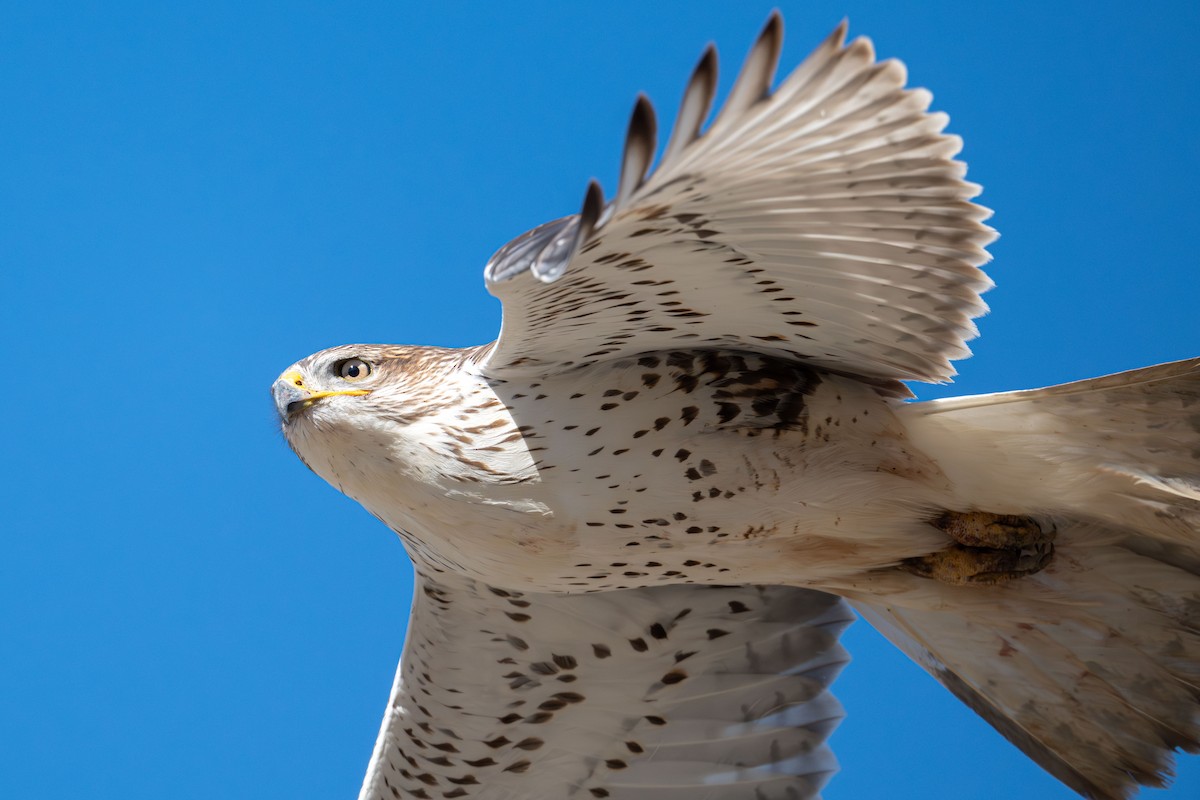 Ferruginous Hawk - ML646616772
