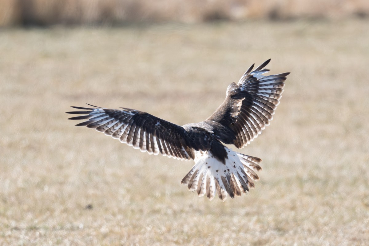 Ferruginous Hawk - ML646616773