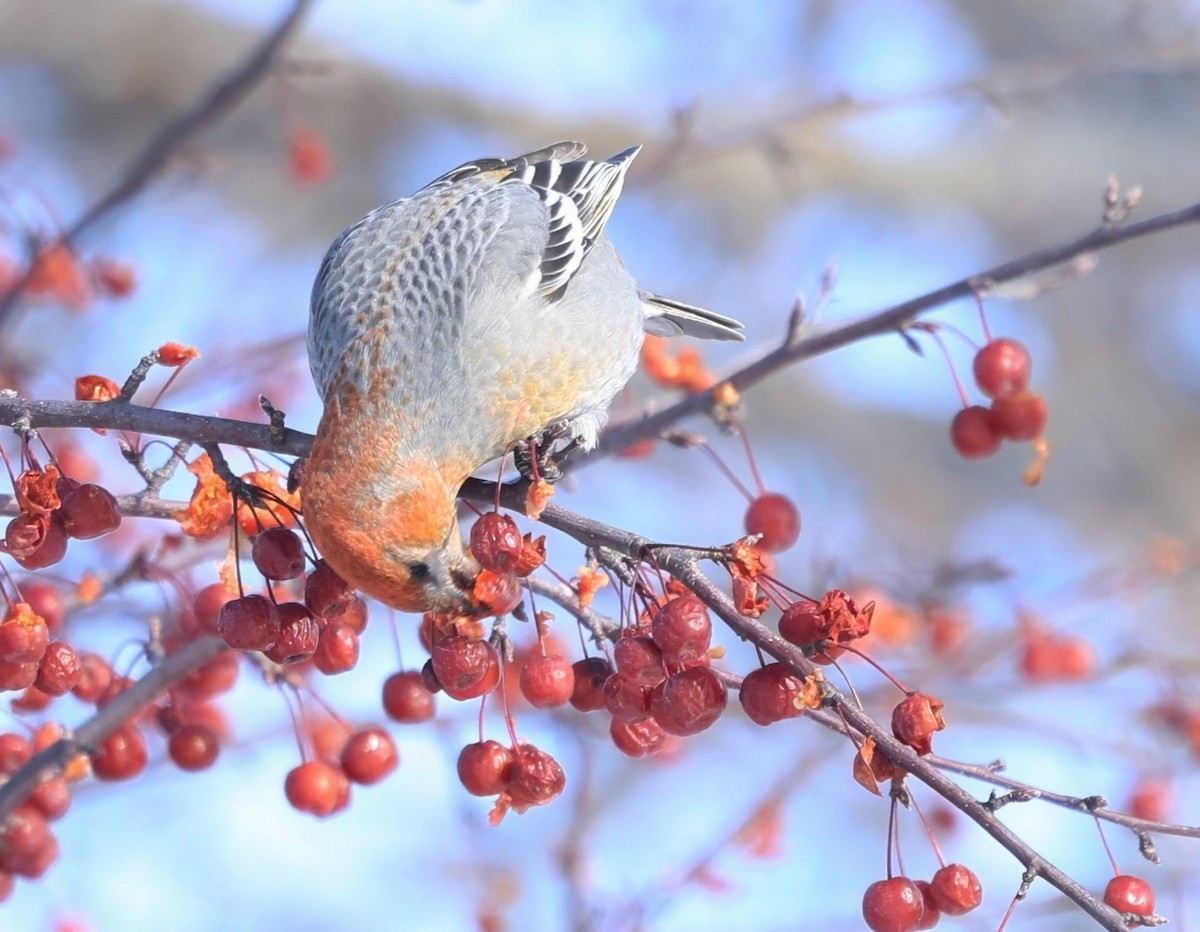 Pinu-gailupa - ML646616774