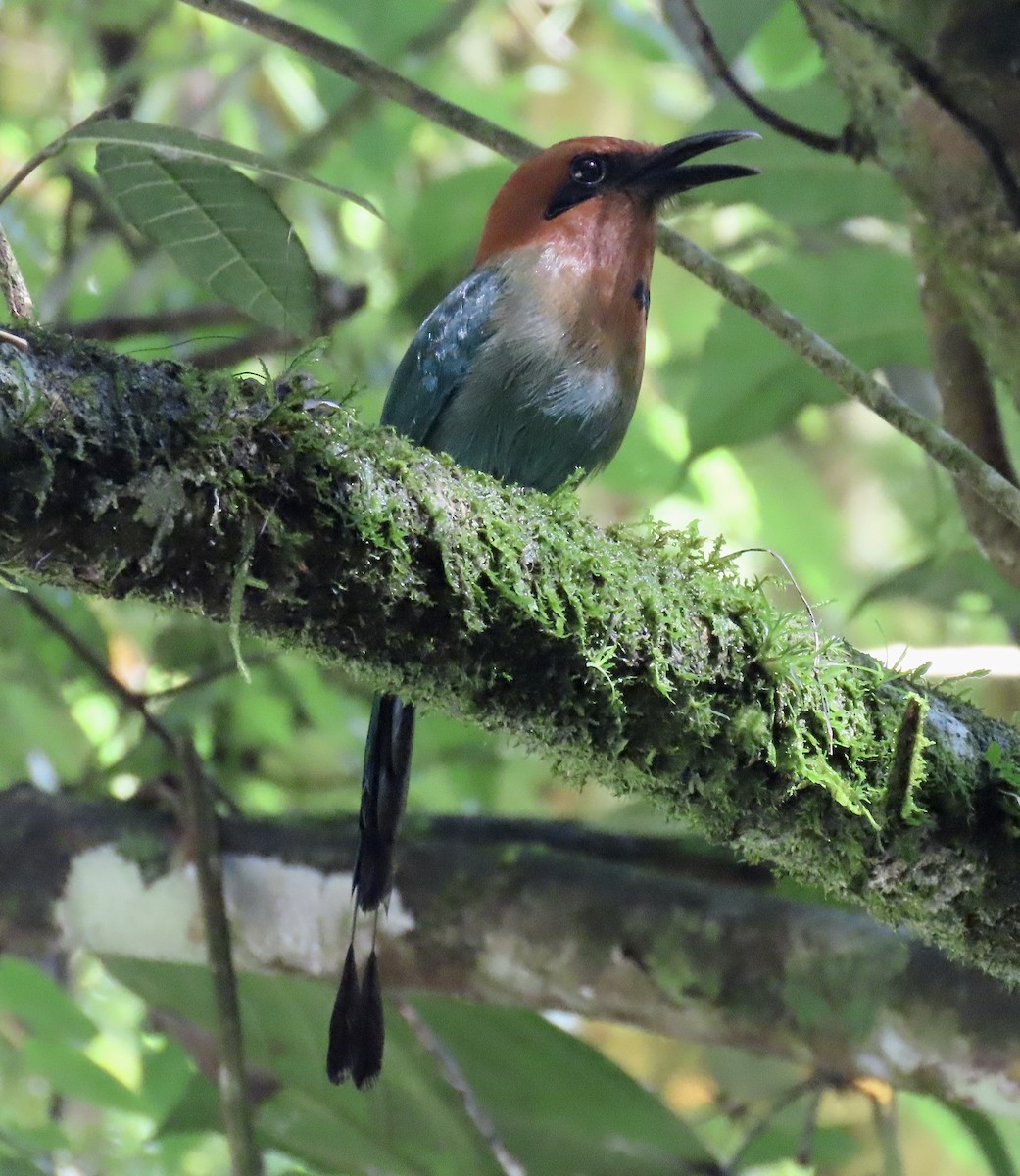 Broad-billed Motmot - ML646616775