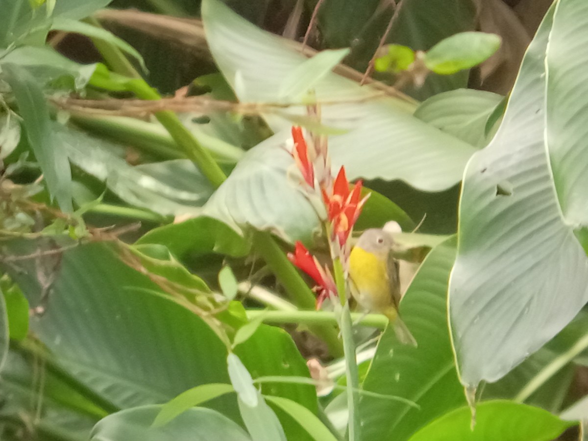 Nashville Warbler - ML646616776