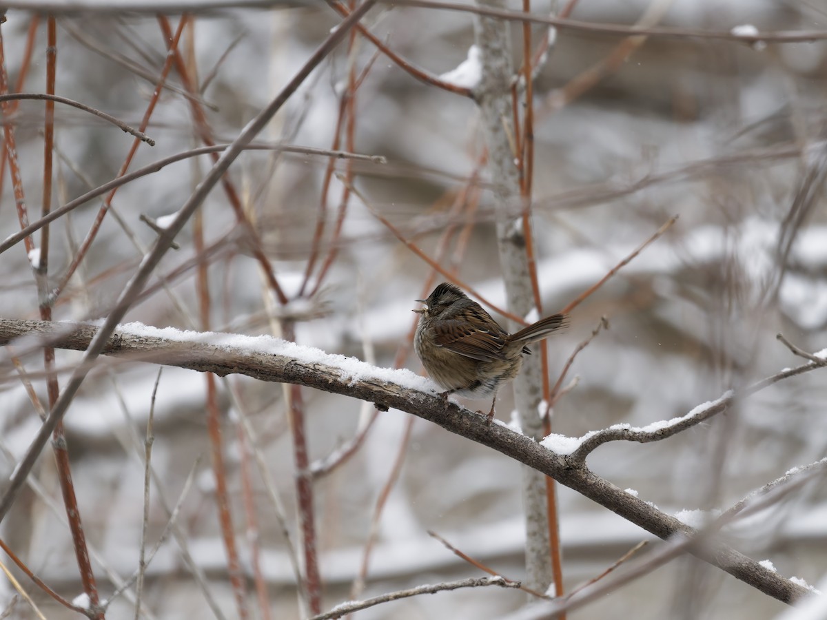 Bruant des marais - ML646616777