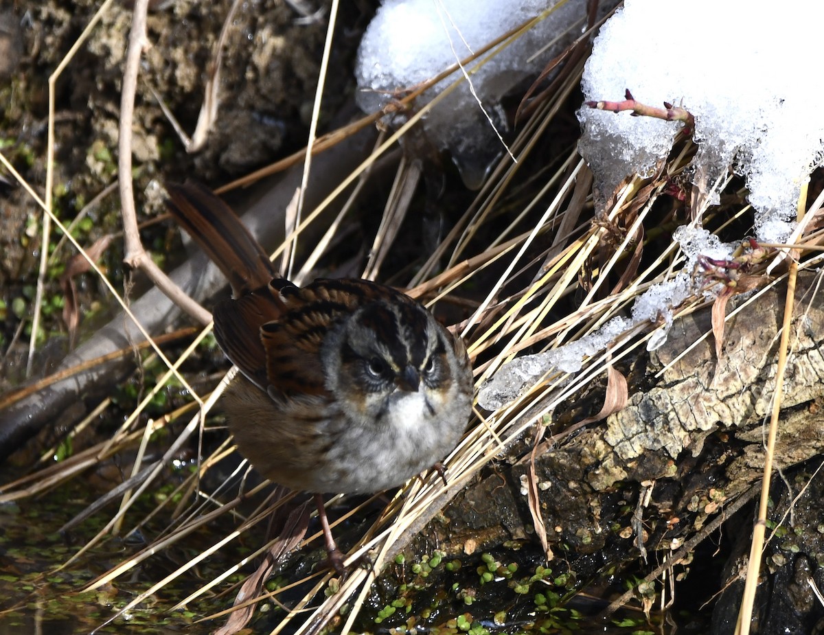 Bruant des marais - ML646616779