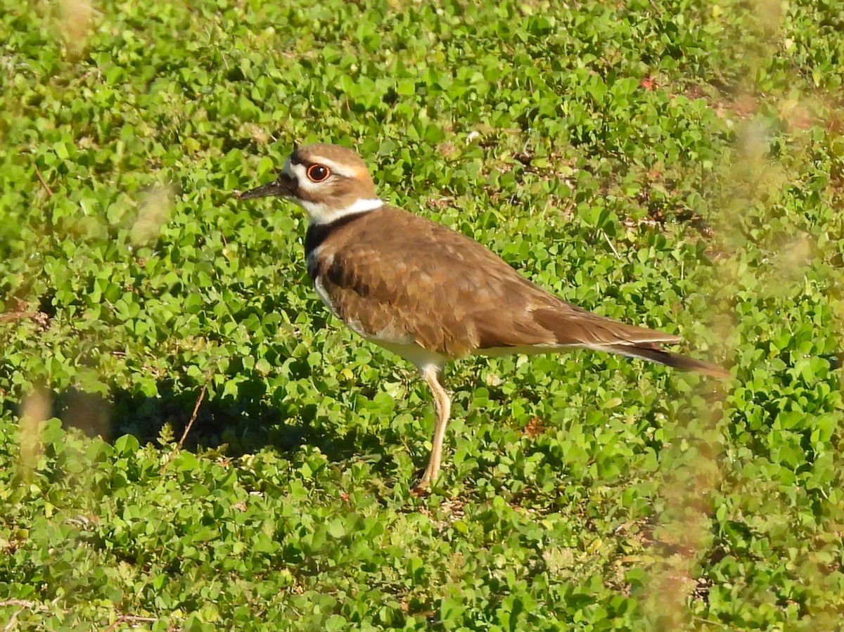 Killdeer - ML646616780