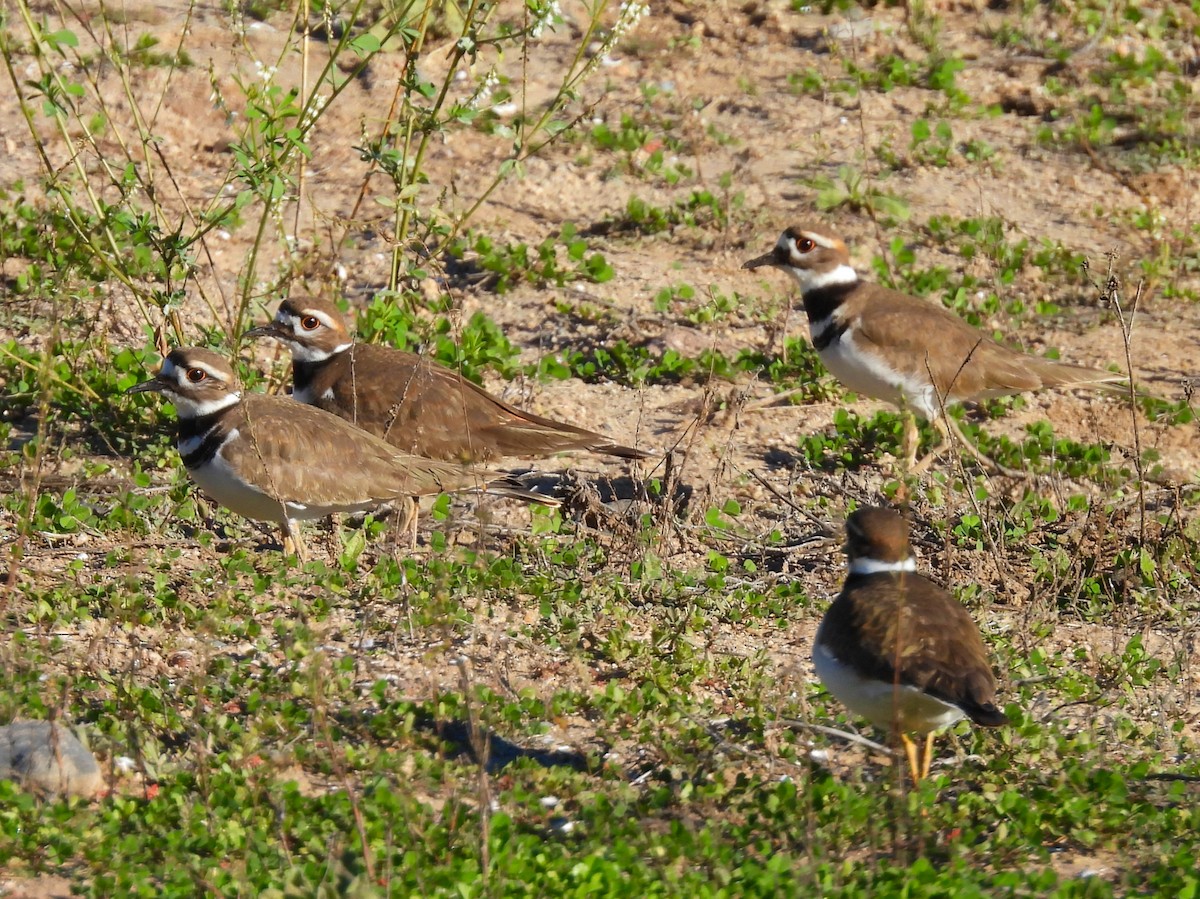 Killdeer - ML646616781