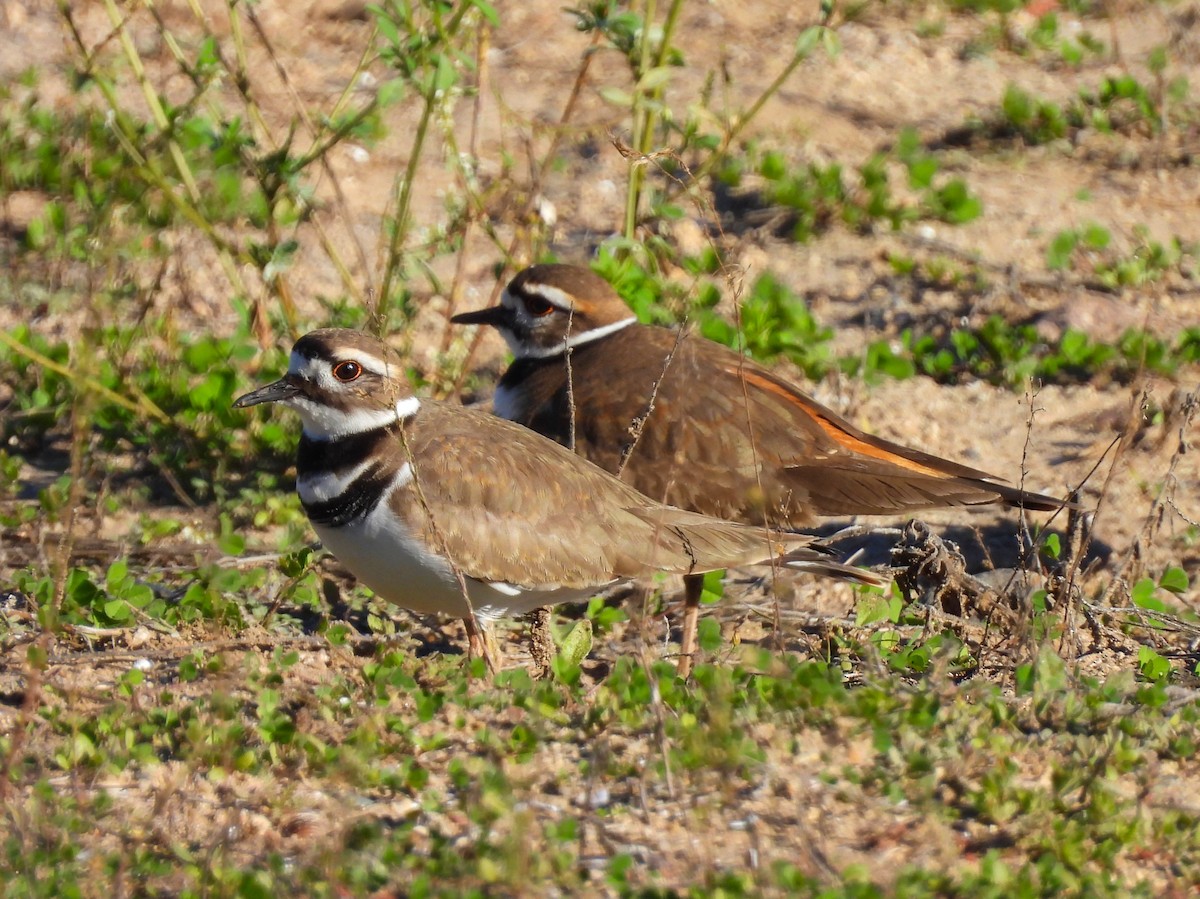 Killdeer - ML646616782