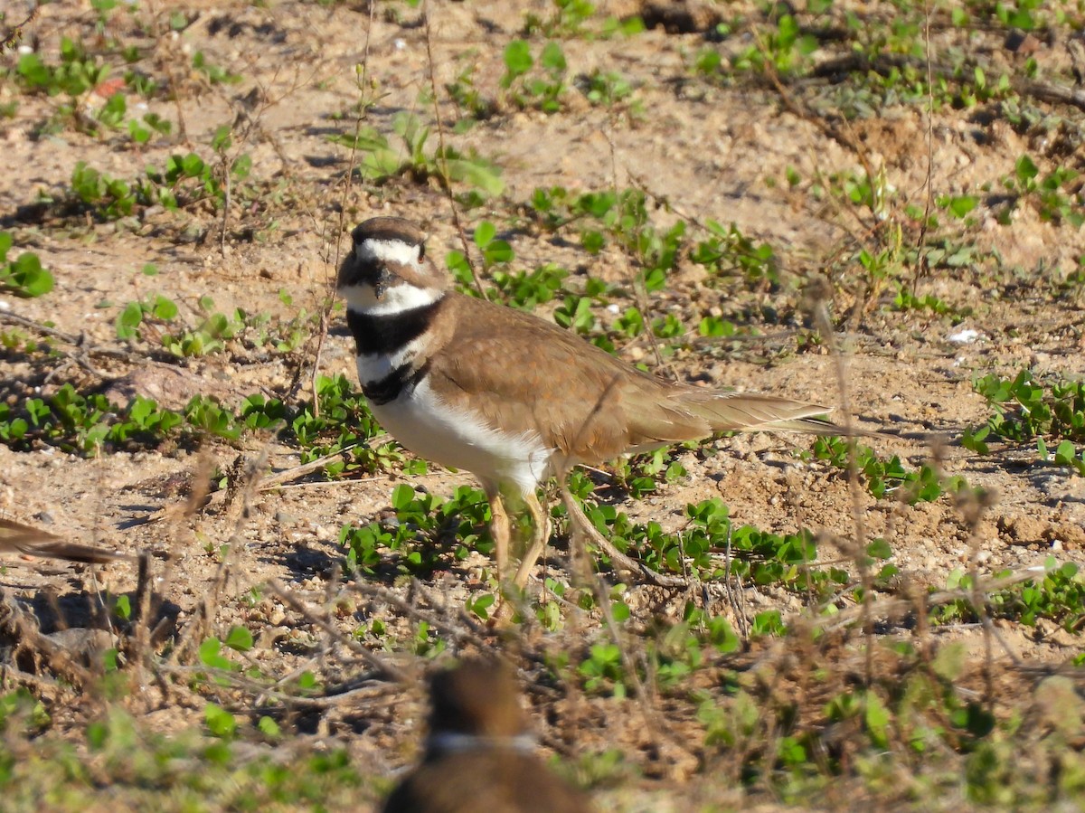 Killdeer - ML646616783