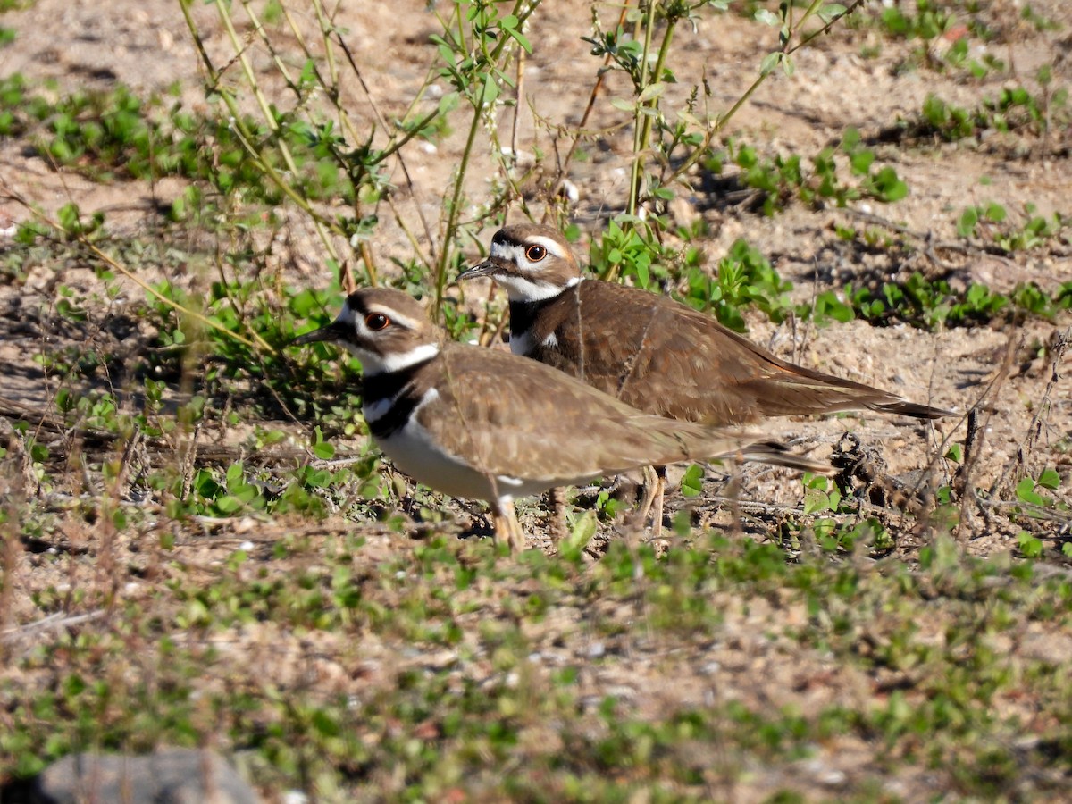 Killdeer - ML646616784