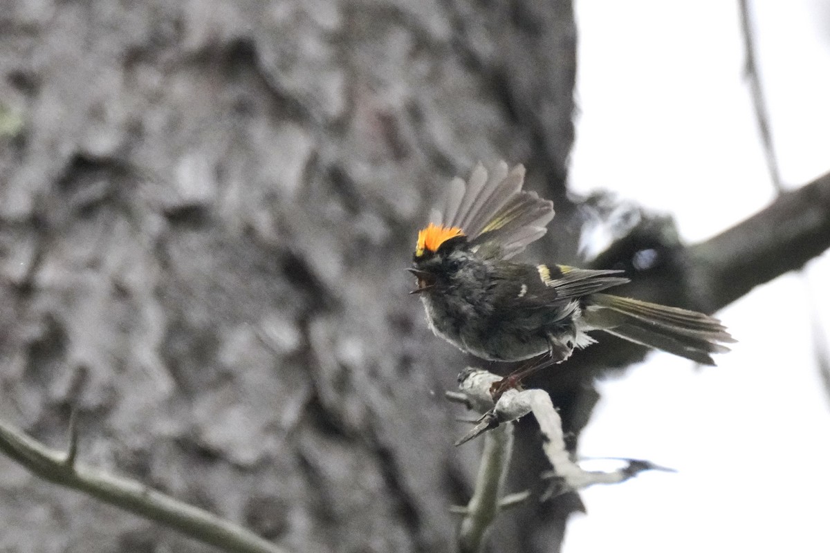 Roitelet à couronne dorée - ML646616785